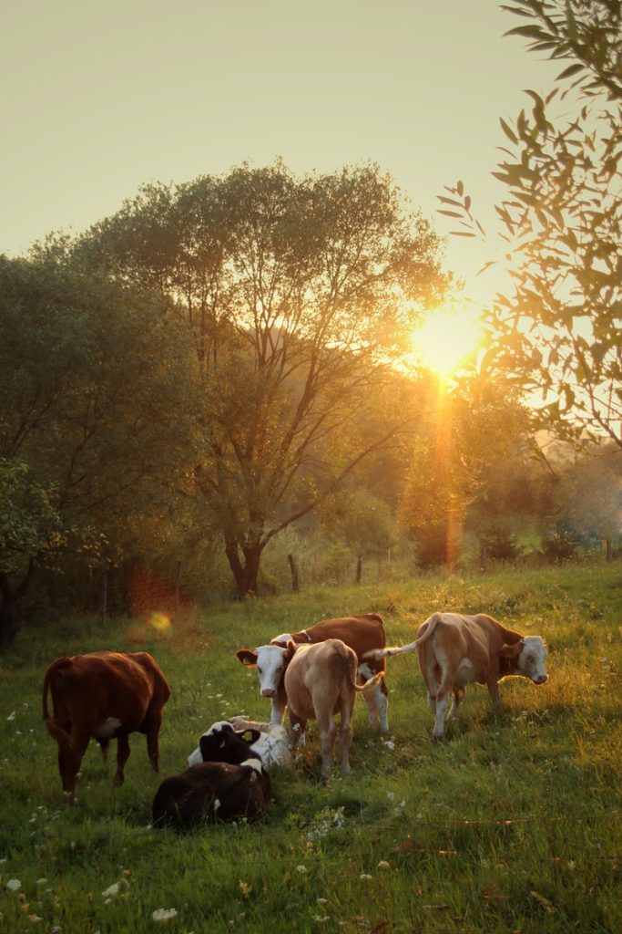 A Matter of Timing: When to Certify Organic Livestock