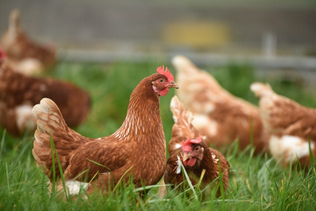 Attention Poultry Producers! HPAI Detection
