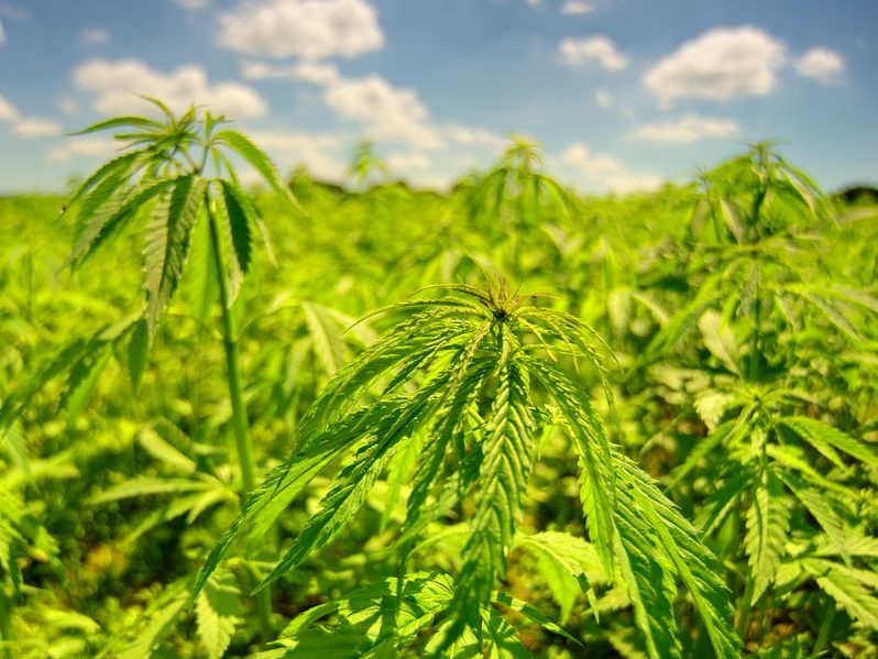 Have Hemp Acres? New Hemp Acreage & Production Survey this Fall